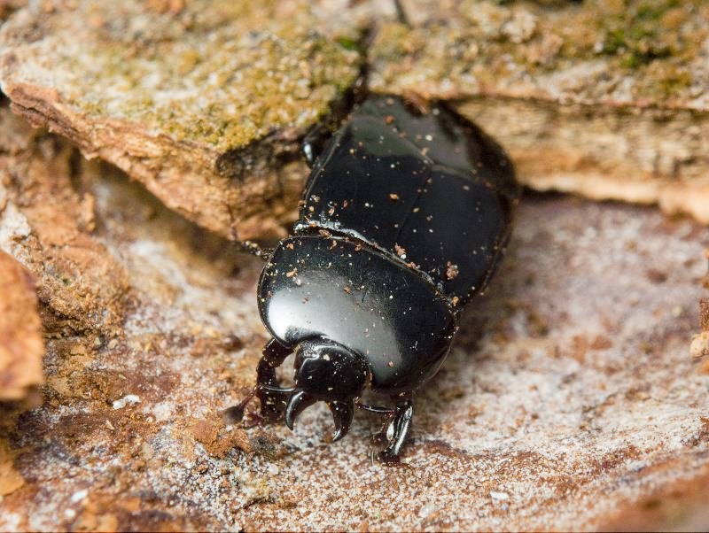 Hololepta plana (Sulzer, 1776)